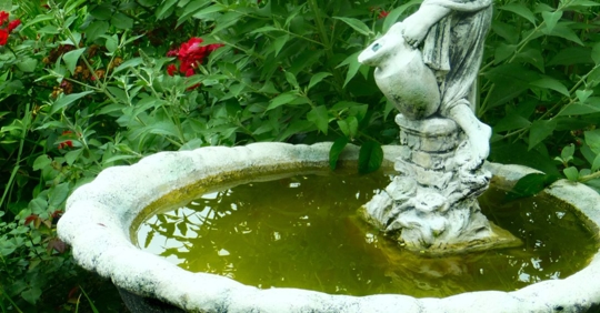 standing water in yard