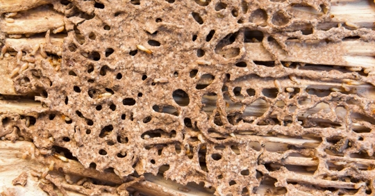 termite damage