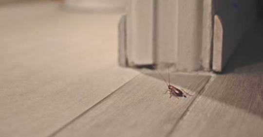 cockroach in home