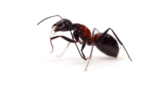 ant