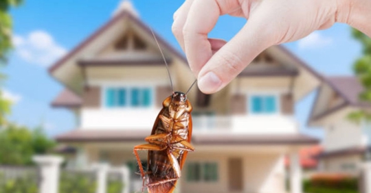 bug at home