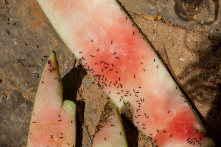 black ants on watermelon rind