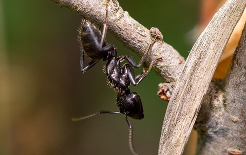 ant on a branch