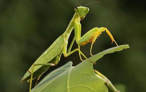 a big praying mantis on a plant