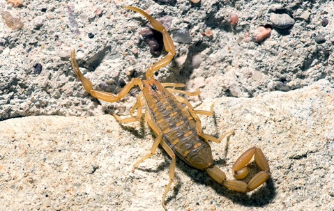 scorpion crawling through rocks