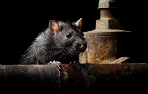 rat on drain pipe