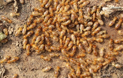 a termite swarm