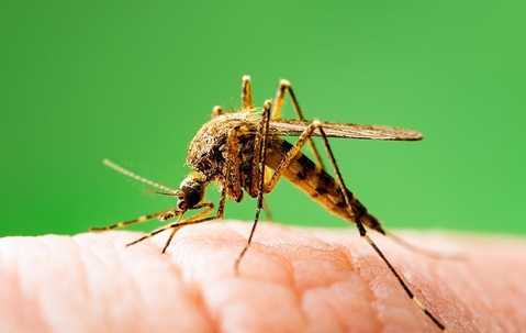 a mosquito on human skin