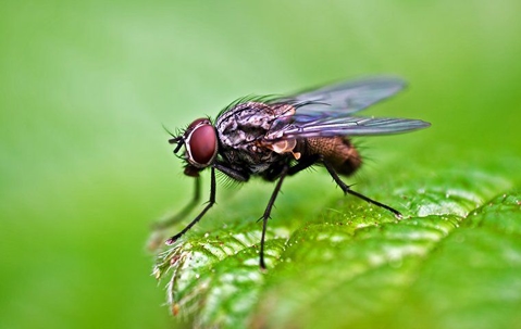 a dobsonfly on a leaf