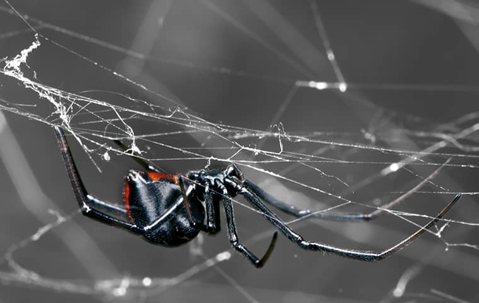 a black widow spider caught in a spider web