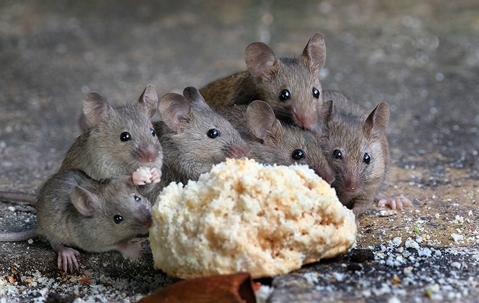 5 rats eating bread