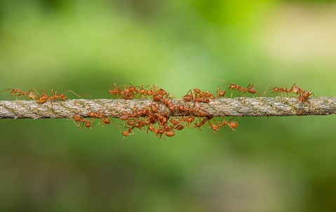 fire ants on a rope