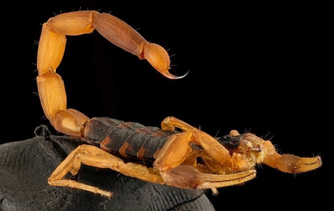 a scorpion up close
