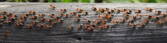 group of ants on a big wooden stick
