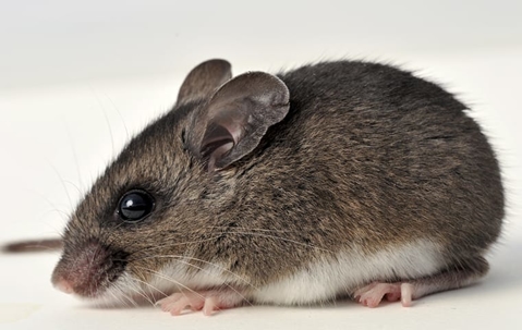 mouse up close