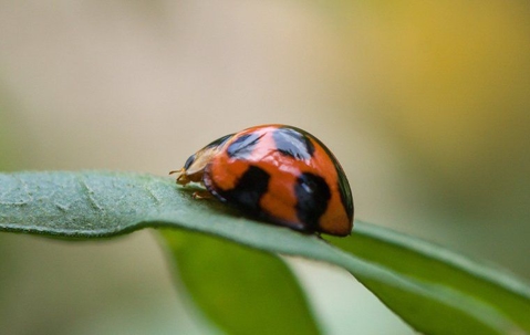 ladybug on a leaf