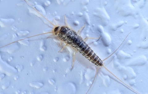 a silverfish in a bathroom