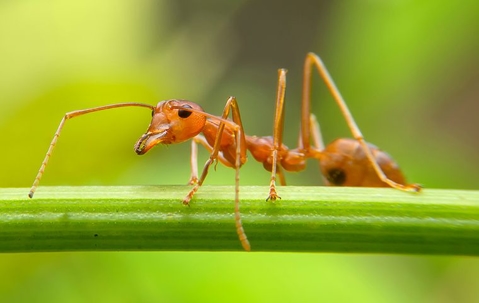 yellow ant close up