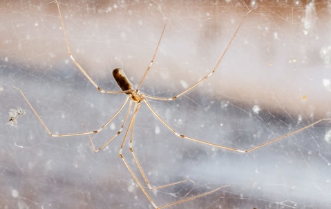 a cellar spider