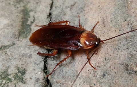 an american cockroach on the ground