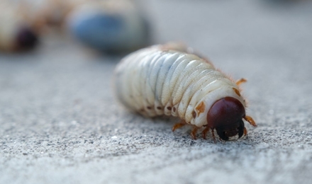 Grub Worm