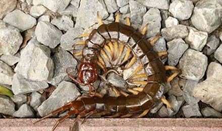 Red-Headed Centipede