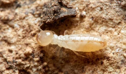 Termites