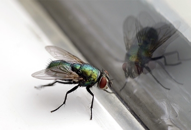 Flying Insect Control