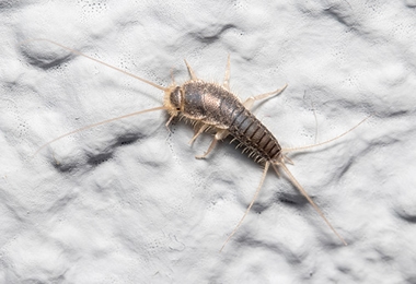 Silverfish Control