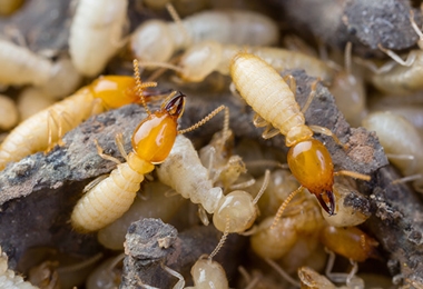 Termite Control