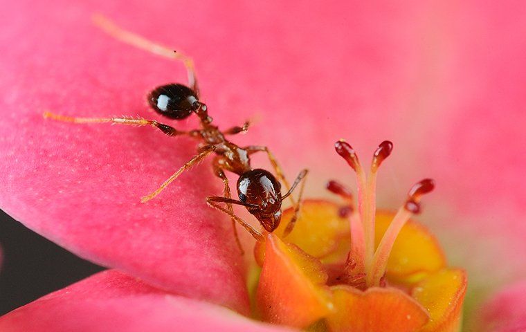 Ant Identification Guide | Covenant Pest Control