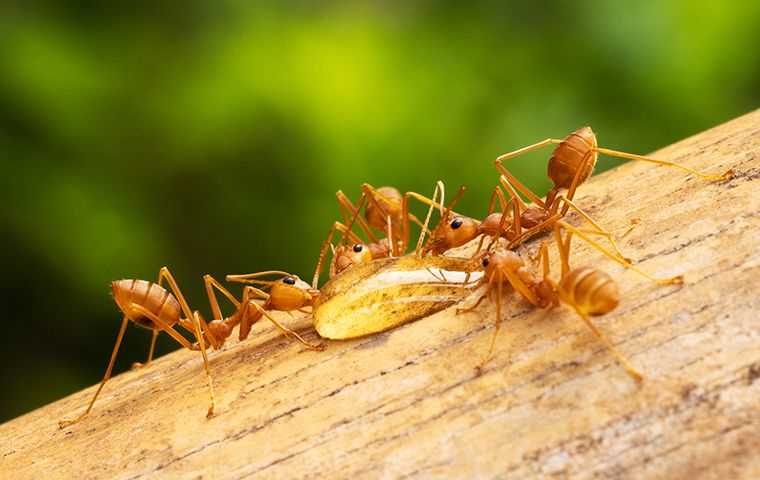 fire ants drinking from water droplet