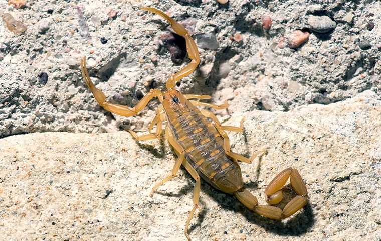 scorpion crawling through rocks